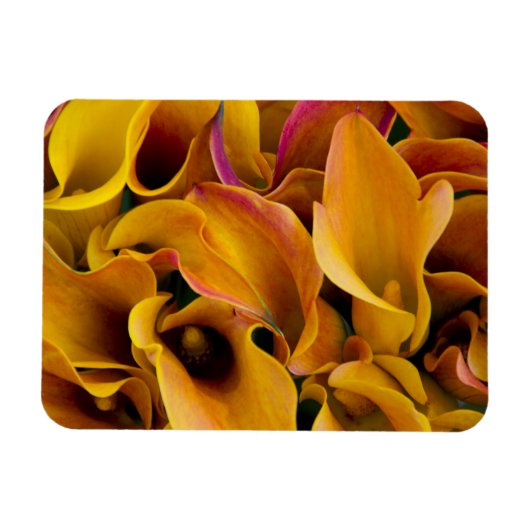 Helder gekleurde calla's bij de magneet (Horizontaal)