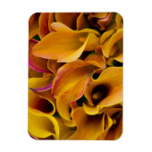 Helder gekleurde calla's bij de magneet (Verticaal)