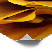 Helder gekleurde calla's bij de poster (Hoek)