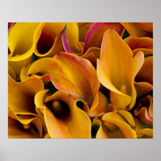 Helder gekleurde calla's bij de poster (Voorkant)