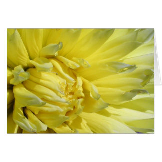 Helder, Lemon Yellow Dahlia