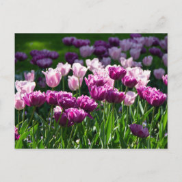 Helder lila en roze tulpen op een zonnige dag  briefkaart