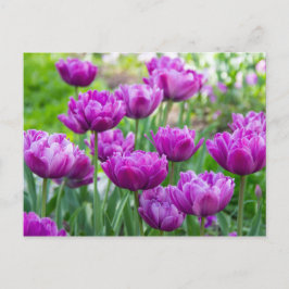 Helder lila tulpen op een zonnige dag  briefkaart