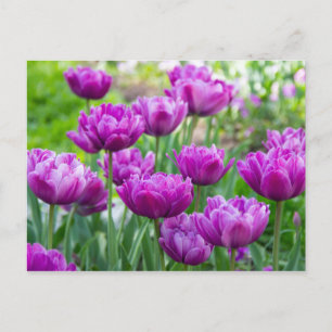 Helder lila tulpen op een zonnige dag briefkaart