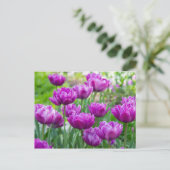Helder lila tulpen op een zonnige dag  briefkaart (Staand voorkant)