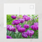 Helder lila tulpen op een zonnige dag  briefkaart (Voorkant / Achterkant)