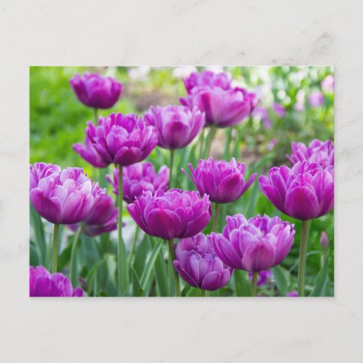 Helder lila tulpen op een zonnige dag  briefkaart (Voorkant)