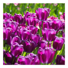 Helder lila tulpen op een zonnige dag