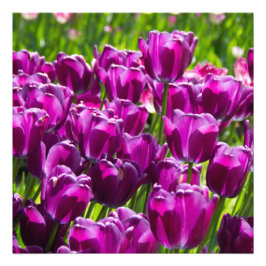 Helder lila tulpen op een zonnige dag   foto afdruk