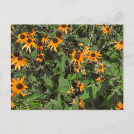 Helder Oranje Black-Eyed Susan Bloemen Close-Up Briefkaart