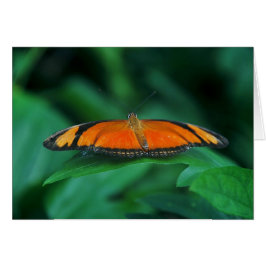 Helder Oranje en zwarte vlinder op leder