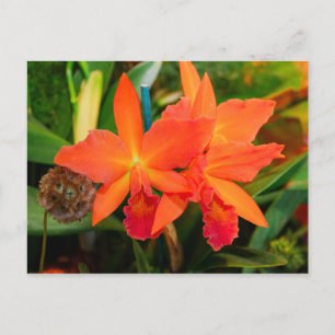 Helder Oranje Orchidee Briefkaart