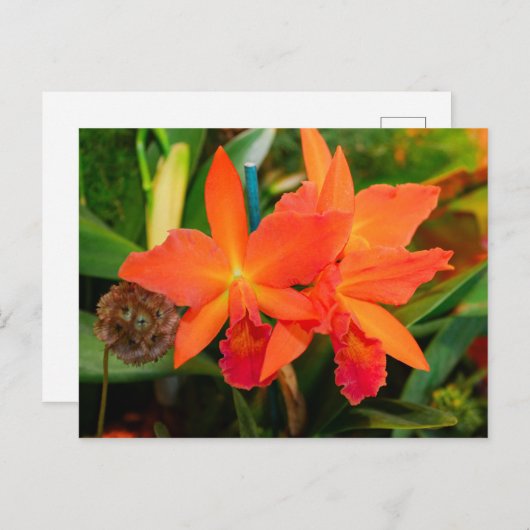 Helder Oranje Orchidee Briefkaart (Voorkant / Achterkant)