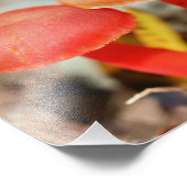 Helder Oranje paddenstoelenpaar Close Up 8x10 Foto Afdruk (Hoek)