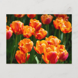 Helder oranje tulpen in het park  briefkaart