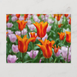 Helder oranje tulpen in het park  briefkaart