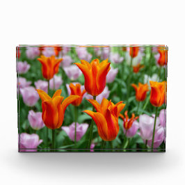 Helder oranje tulpen in het park fotoblokken