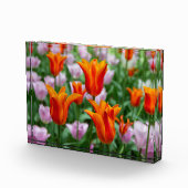 Helder oranje tulpen in het park fotoblokken (Rechts)