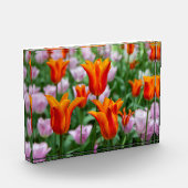 Helder oranje tulpen in het park fotoblokken (Links)