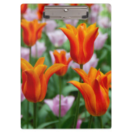 Helder oranje tulpen in het park klembord