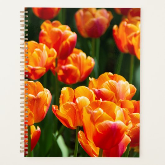 Helder oranje tulpen in het park planner (Voorkant)