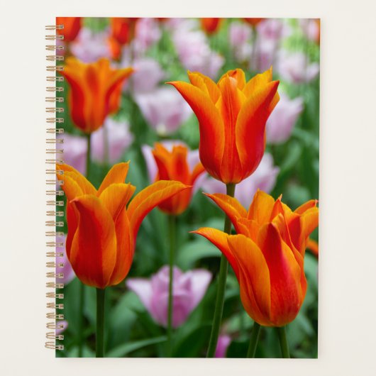 Helder oranje tulpen in het park planner (Voorkant)