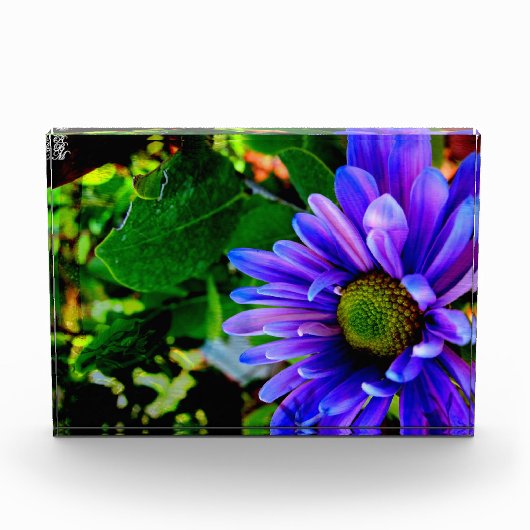 Helder Paarse Bloem Fotoblokken (Voorkant)