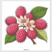 Helder Rambutan Cluster Met Roze Bloemen