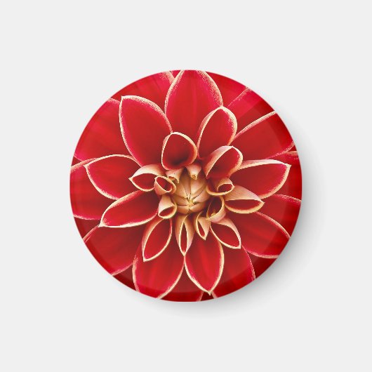 Helder Rode Dahlia Magneet (Voorkant)