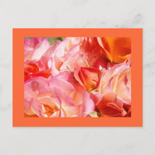 Helder Roos Boeket ansichtkaarten Rozen Bloemen Bl Briefkaart