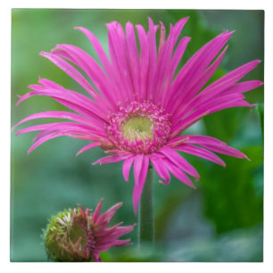 Helder roze bloemkeramisch tegeltegel tegeltje