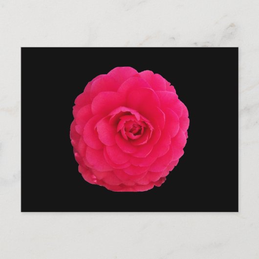 Helder Roze Camellia Briefkaart (Voorkant)