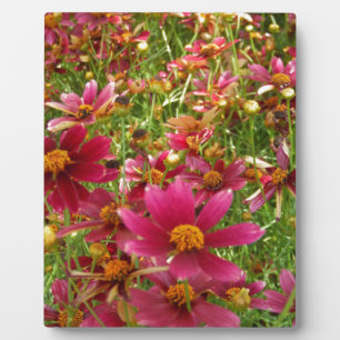 Helder roze en gele madeliefjesbloemen fotoplaat