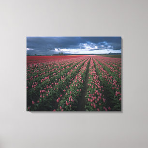 Helder roze en rode tulpen gloeien onder donker canvas afdruk