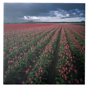 Helder roze en rode tulpen gloeien onder donker tegeltje