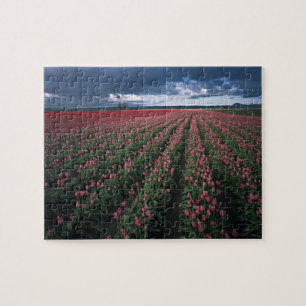 Helder roze en rode tulpen lichten op onder donker legpuzzel