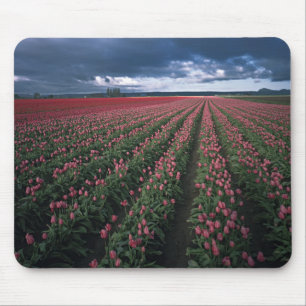 Helder roze en rode tulpen lichten op onder donker muismat