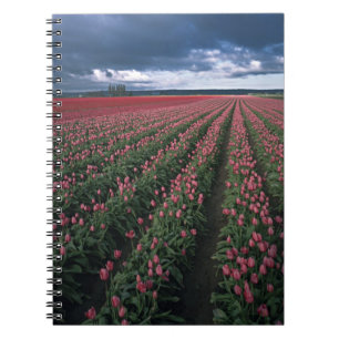 Helder roze en rode tulpen lichten op onder donker notitieboek