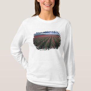 Helder roze en rode tulpen lichten op onder donker t-shirt