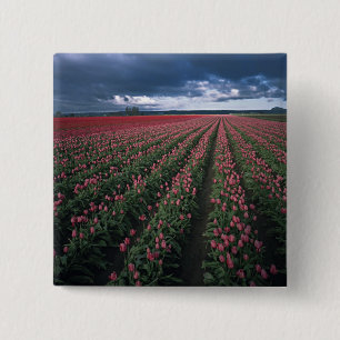Helder roze en rode tulpen lichten op onder donker vierkante button 5,1 cm