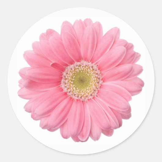Helder roze fotografische Daisy Flower Ronde Sticker (Voorkant)