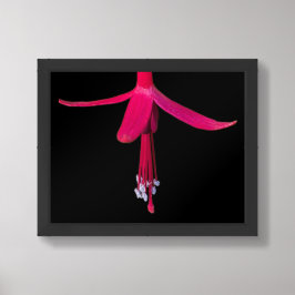 Helder Roze Fuchsia Bloem op Zwart Poster
