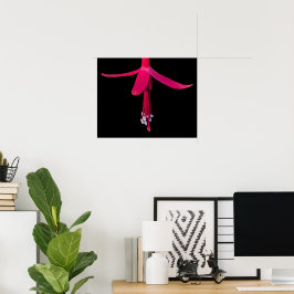 Helder Roze Fuchsia Bloem op Zwart Poster