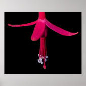 Helder Roze Fuchsia Bloem op Zwart Poster (Voorkant)