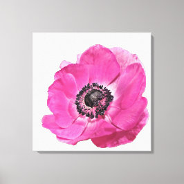 Helder Roze Klaproos Bloem Bloemendesign Wit Canvas Afdruk
