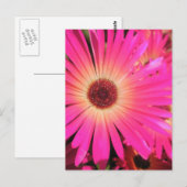 Helder Roze Madeliefjes Briefkaart (Voorkant / Achterkant)