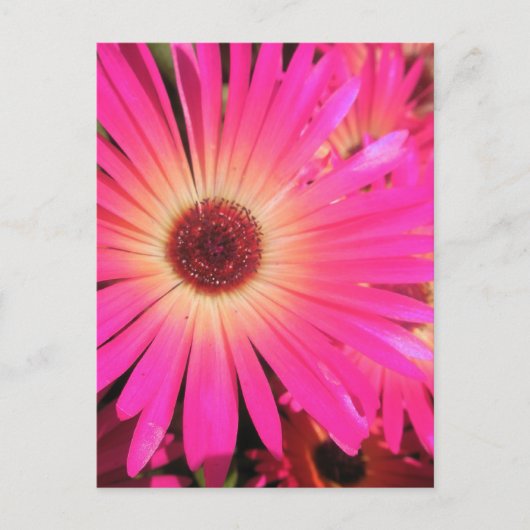 Helder Roze Madeliefjes Briefkaart (Voorkant)