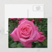 Helder Roze Roos Foto Briefkaart (Voorkant / Achterkant)