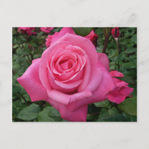 Helder Roze Roos Foto Briefkaart