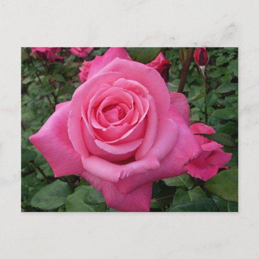 Helder Roze Roos Foto Briefkaart (Voorkant)